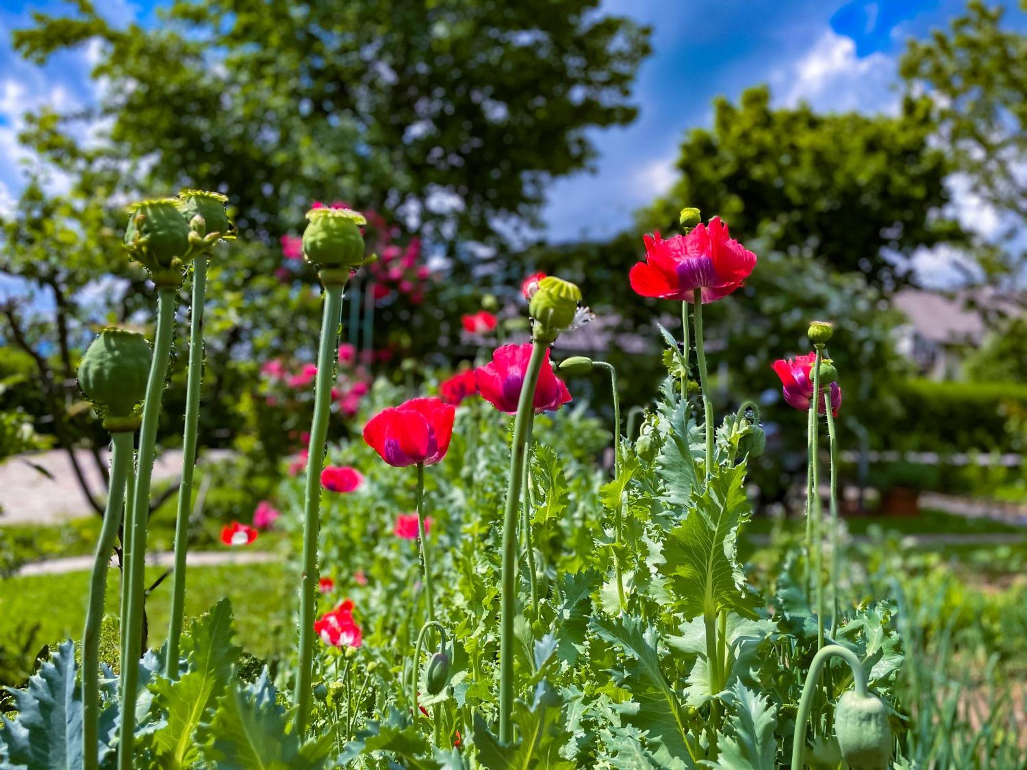 Green Oasis Garden Šenčur Exteriér fotografie